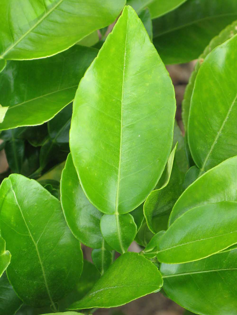 معرفی گیاهان - گریپ فروت